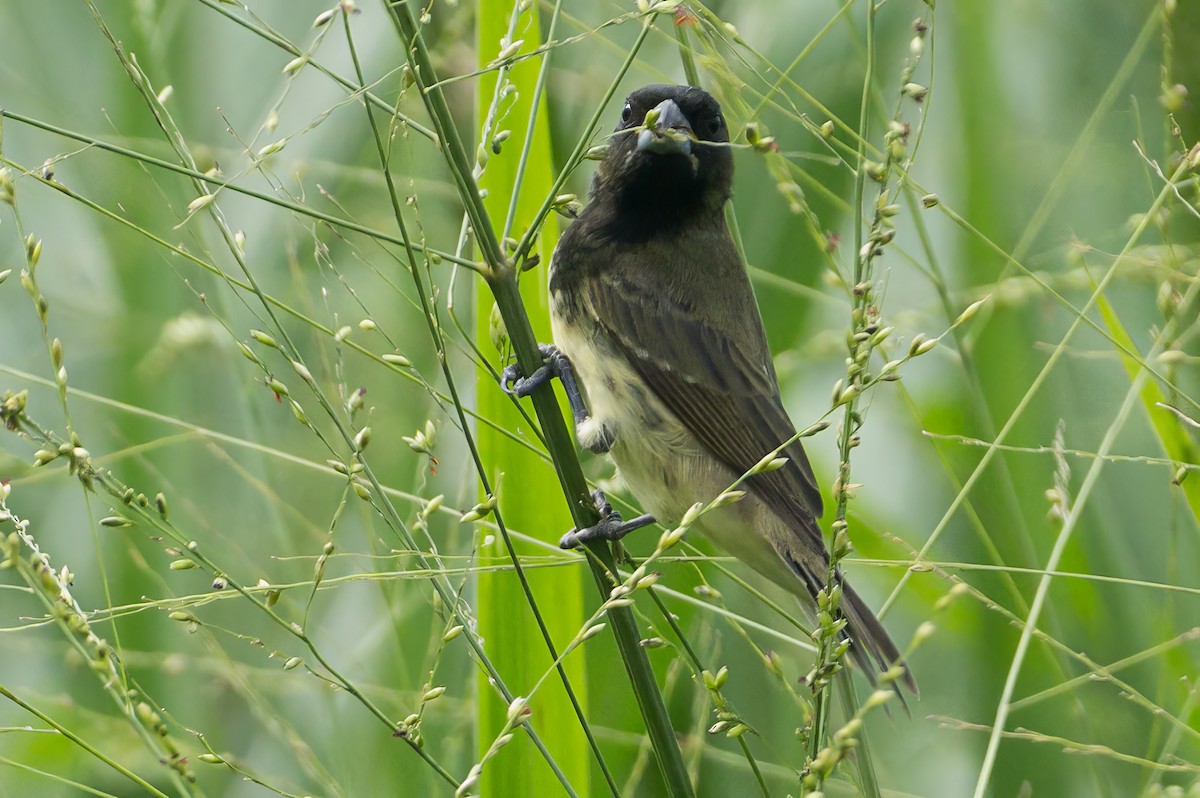 Yellow-bellied Seedeater - Christine Kozlosky