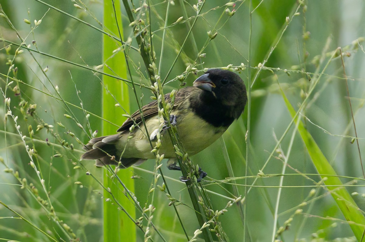 Yellow-bellied Seedeater - ML620883550
