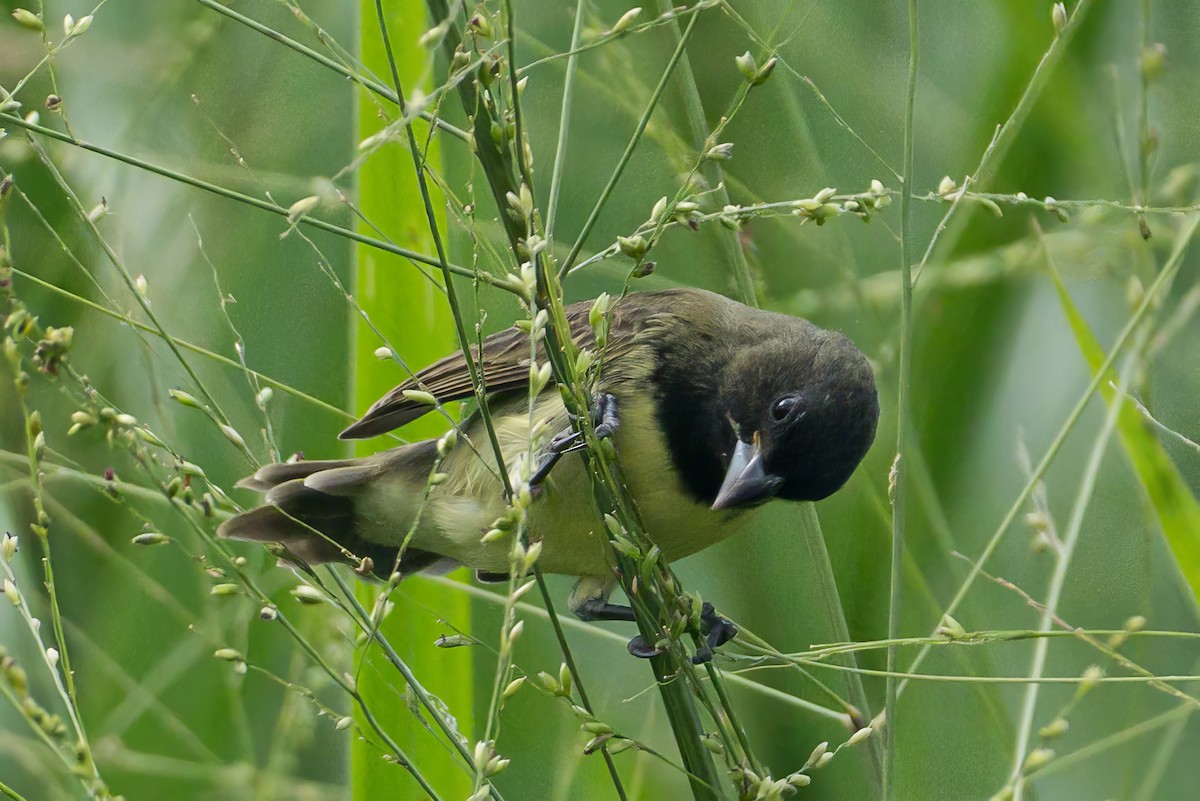 Yellow-bellied Seedeater - ML620883551