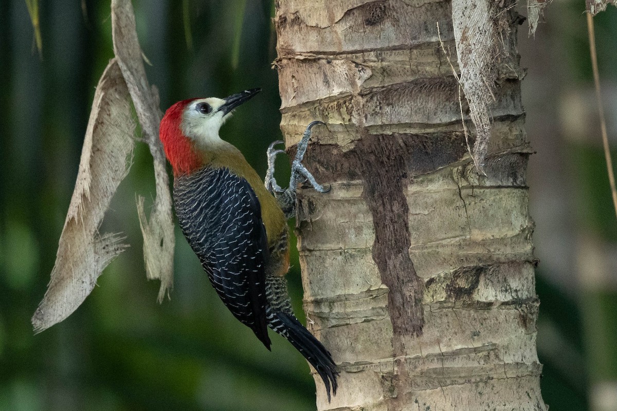 Jamaican Woodpecker - ML620883552
