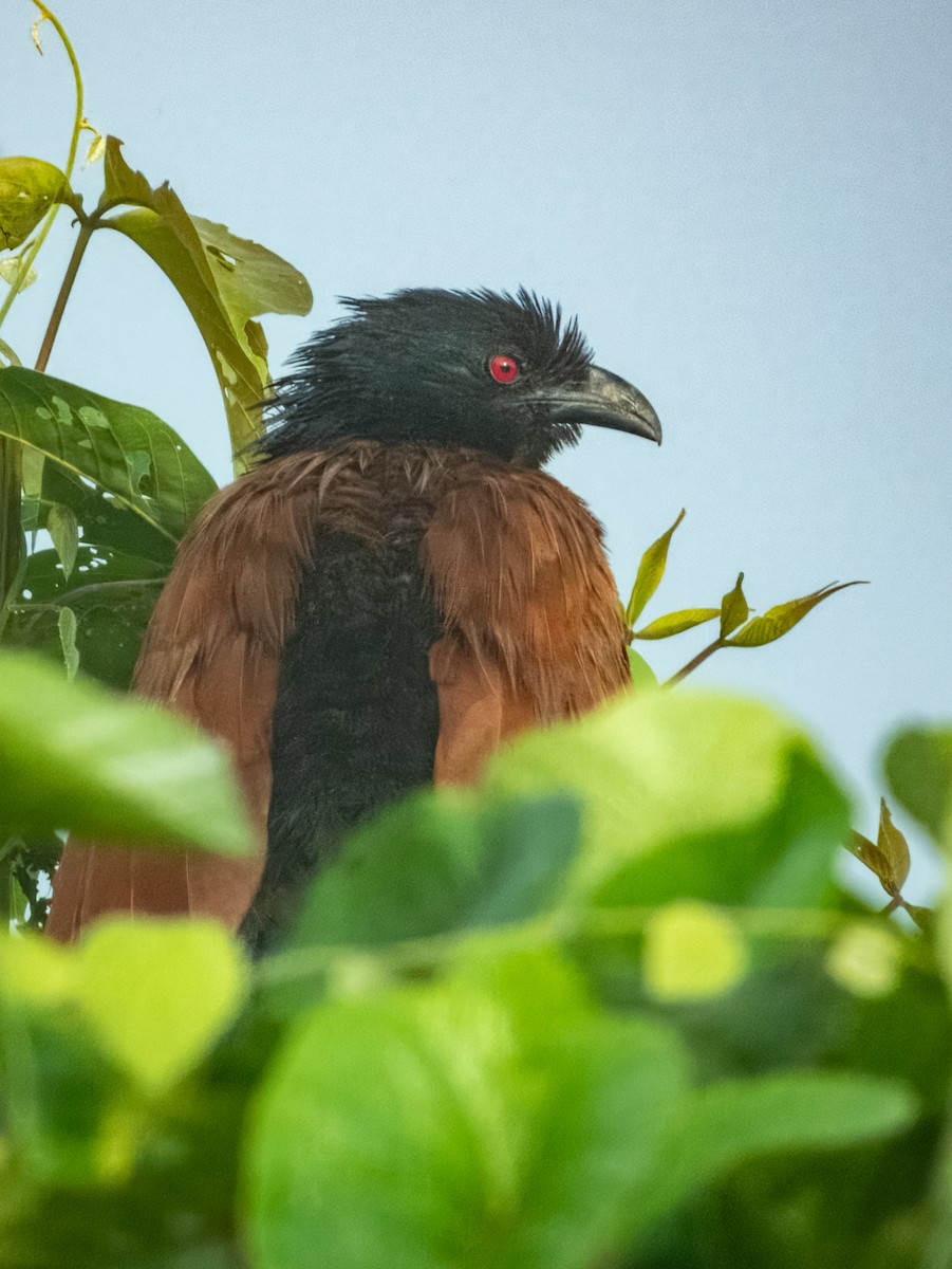 Greater Coucal - ML620883555