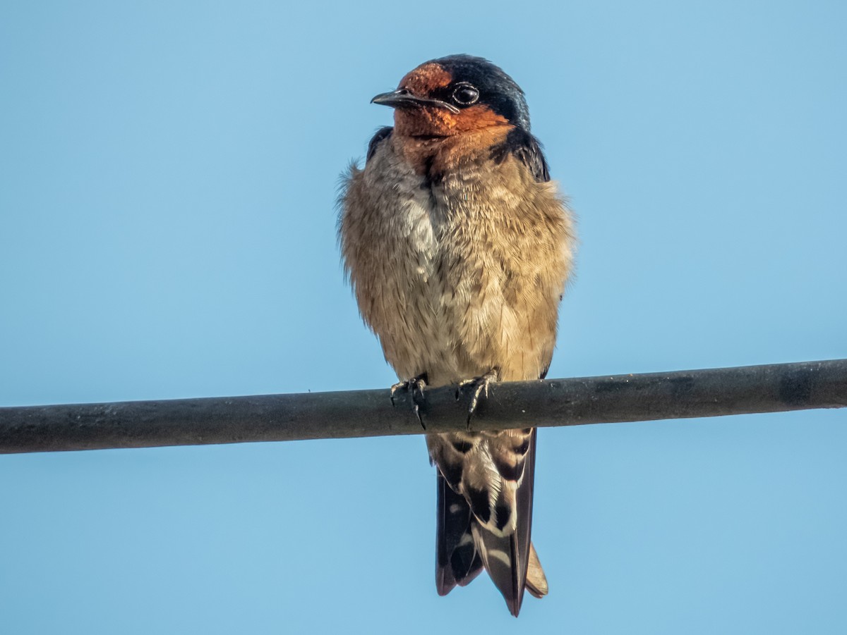 Pacific Swallow - ML620883557
