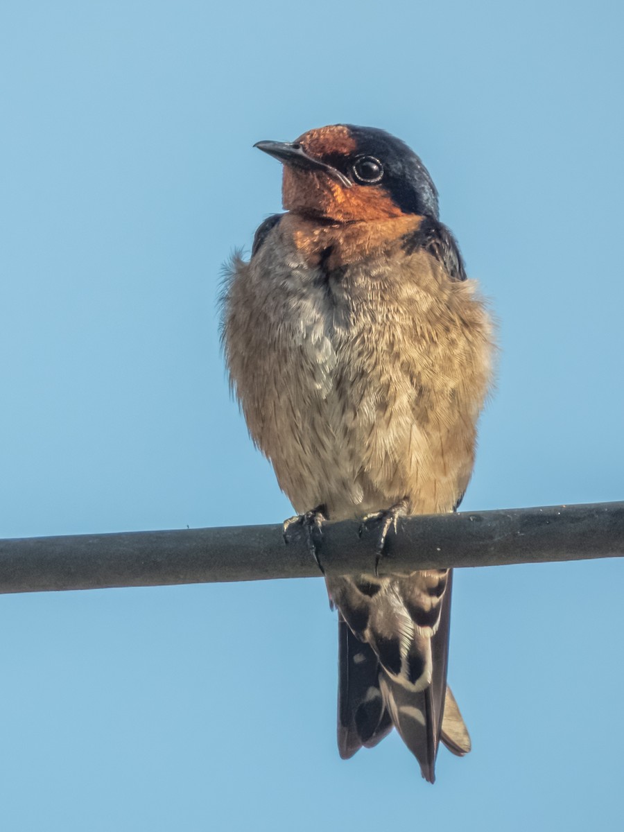 Pacific Swallow - ML620883558