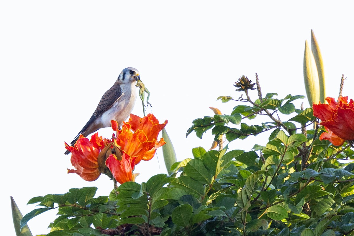 アメリカチョウゲンボウ（sparverioides） - ML620883559