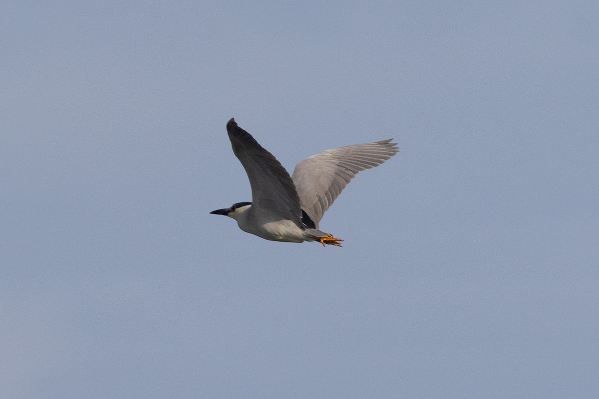 Black-crowned Night Heron - ML620883560