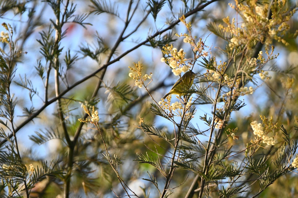 Yellow Thornbill - ML620883565