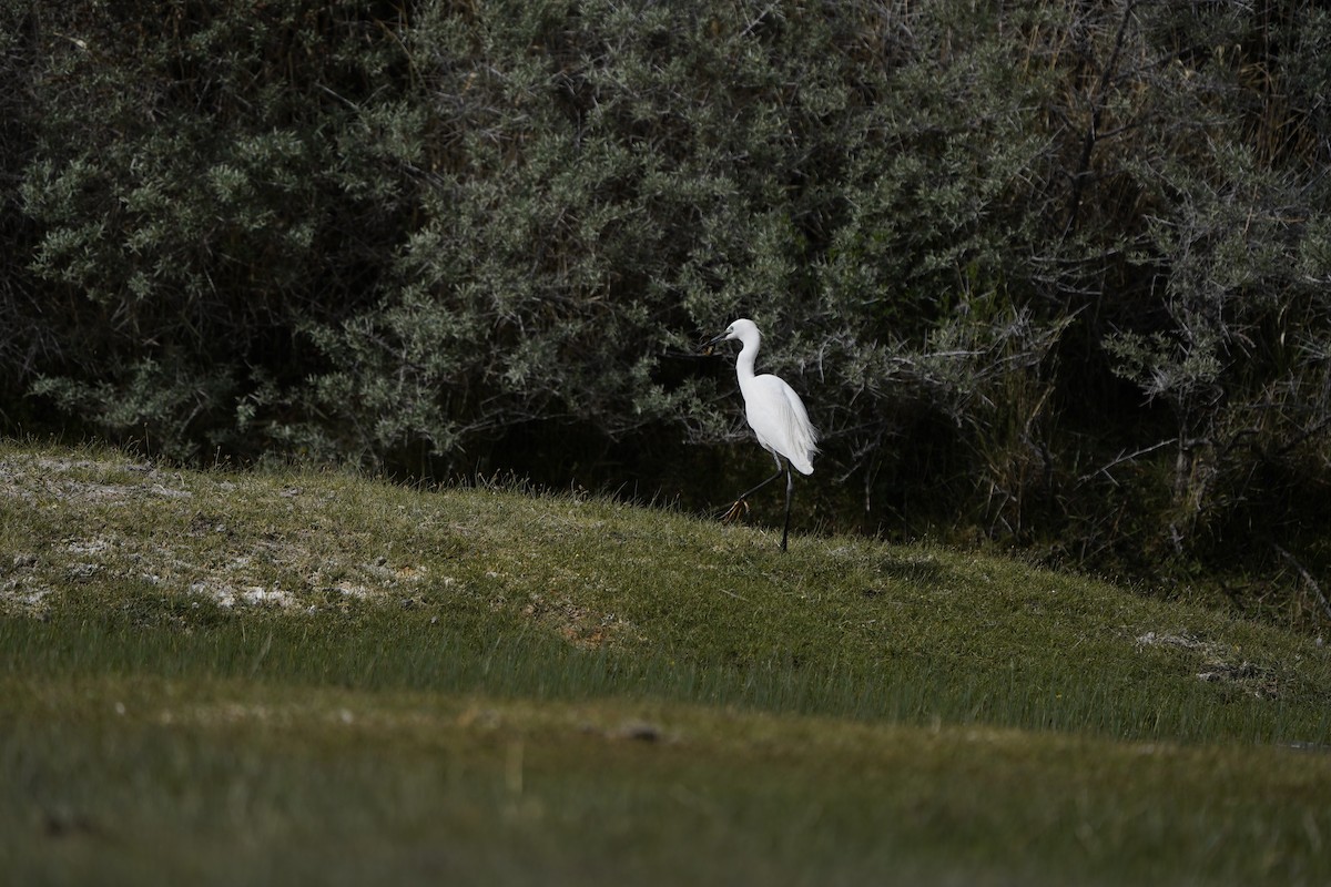 Little Egret - Chamba Phuntsog