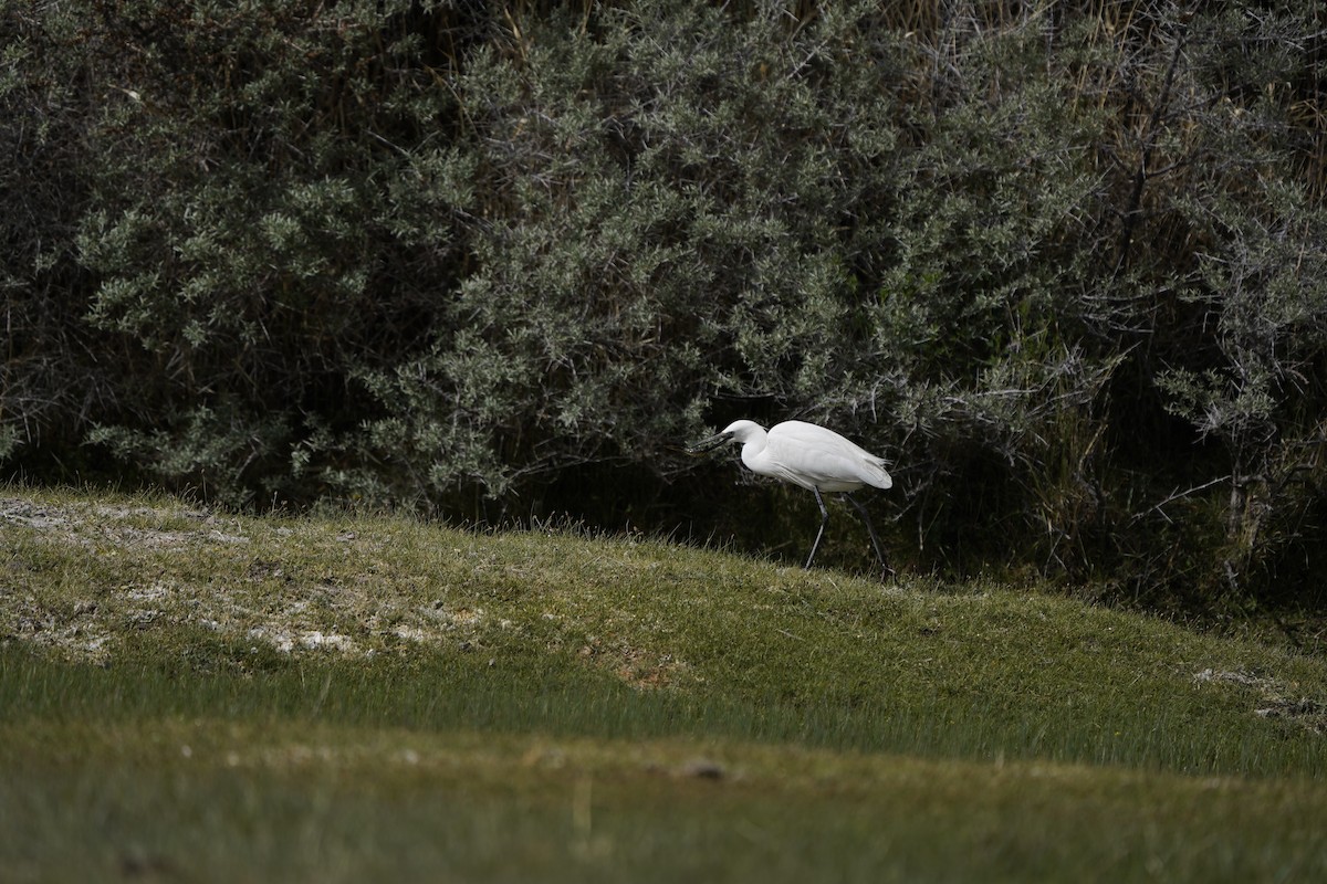 Little Egret - ML620883574