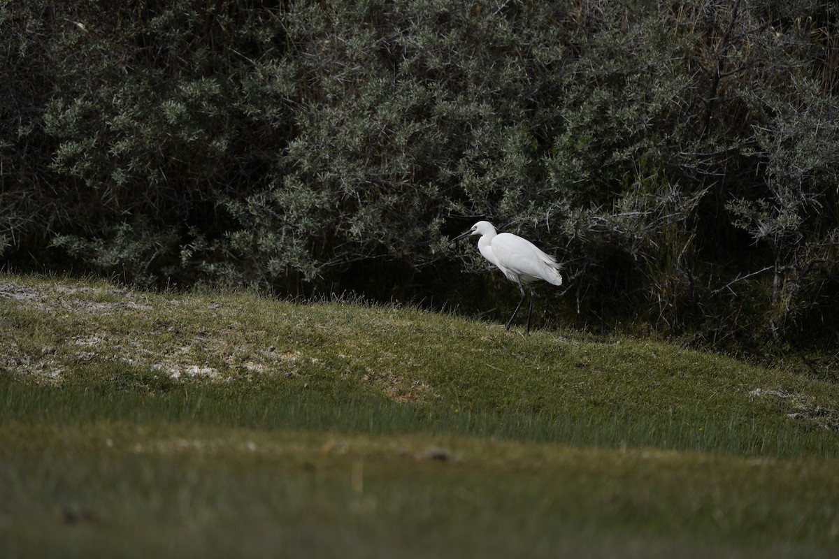 Little Egret - ML620883575