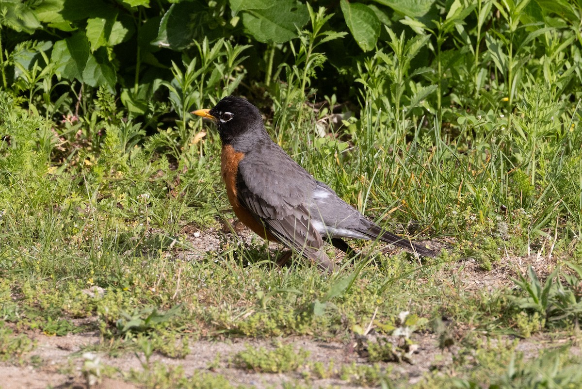 American Robin - ML620883578