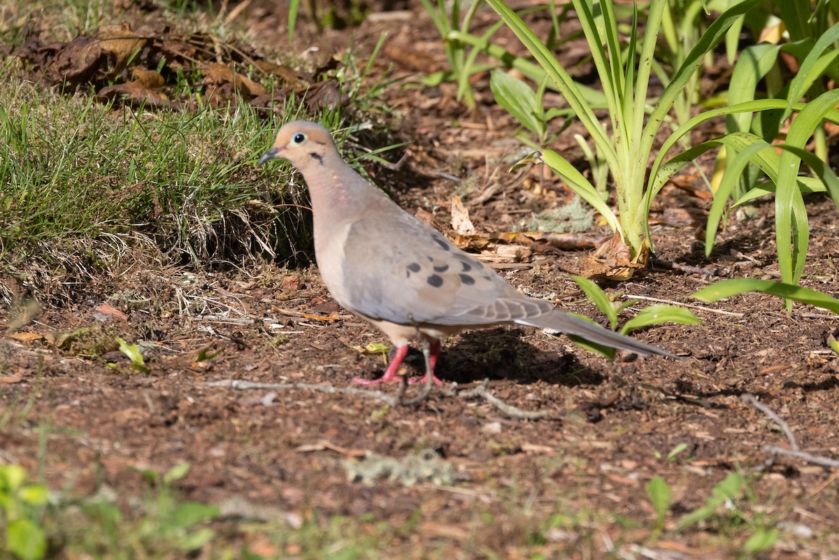 Mourning Dove - ML620883581