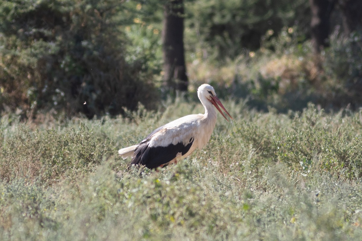 White Stork - ML620883583