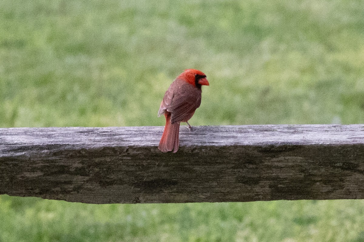 Cardinal rouge - ML620883591