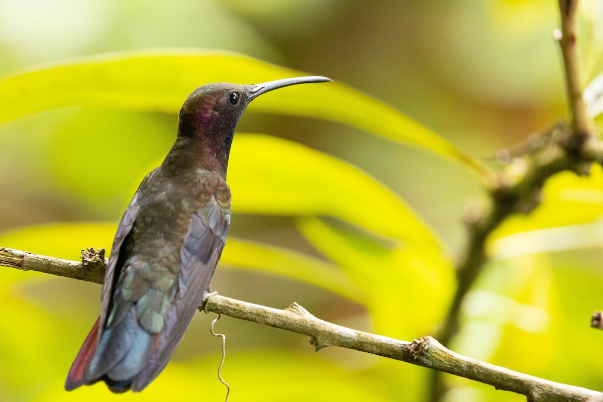 kolibřík jamajský - ML620883594