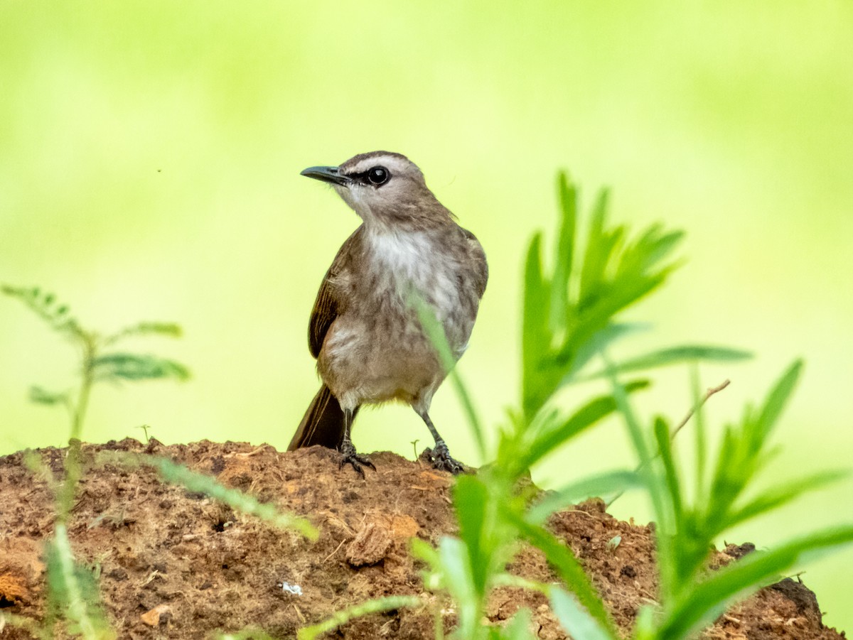 Yellow-vented Bulbul - ML620883595