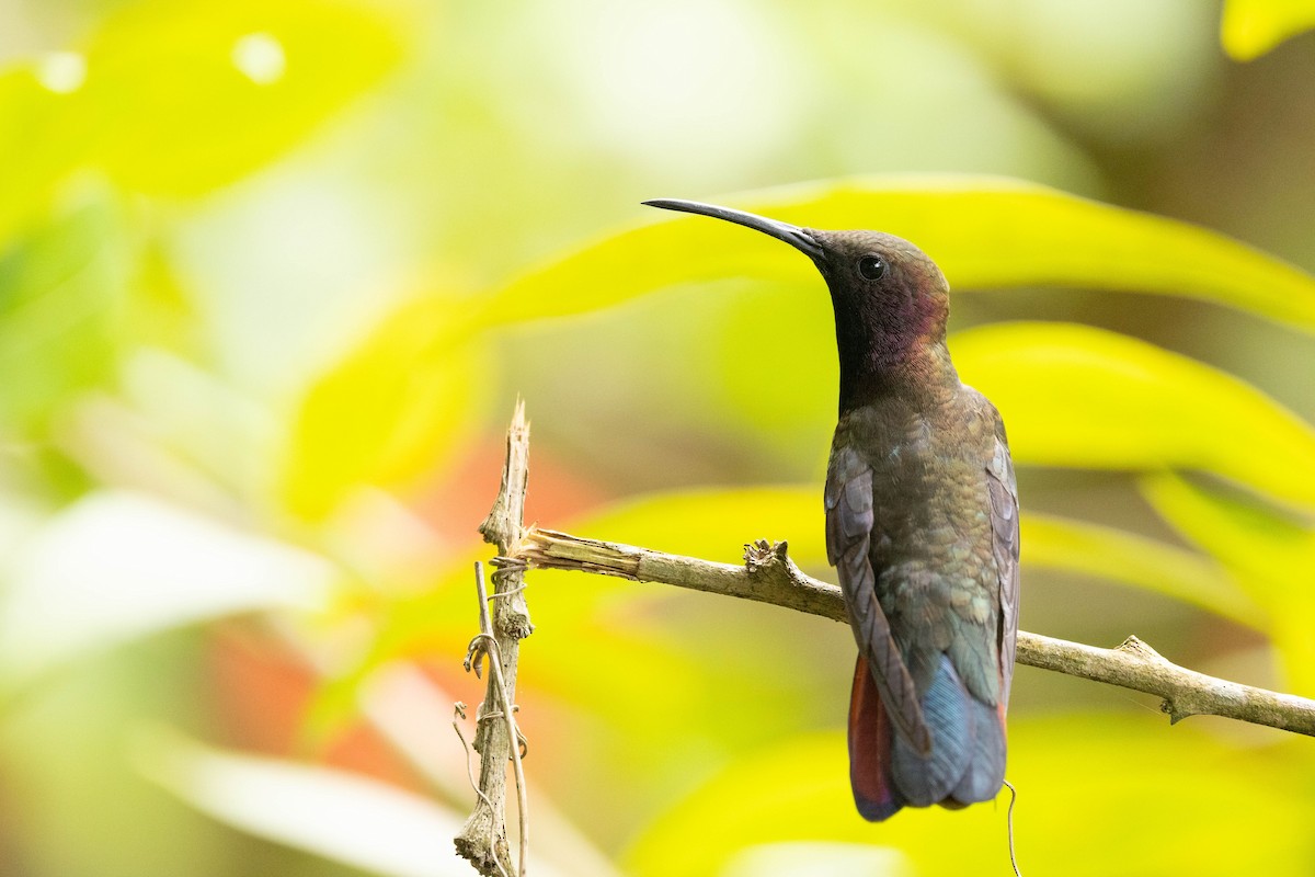 kolibřík jamajský - ML620883596