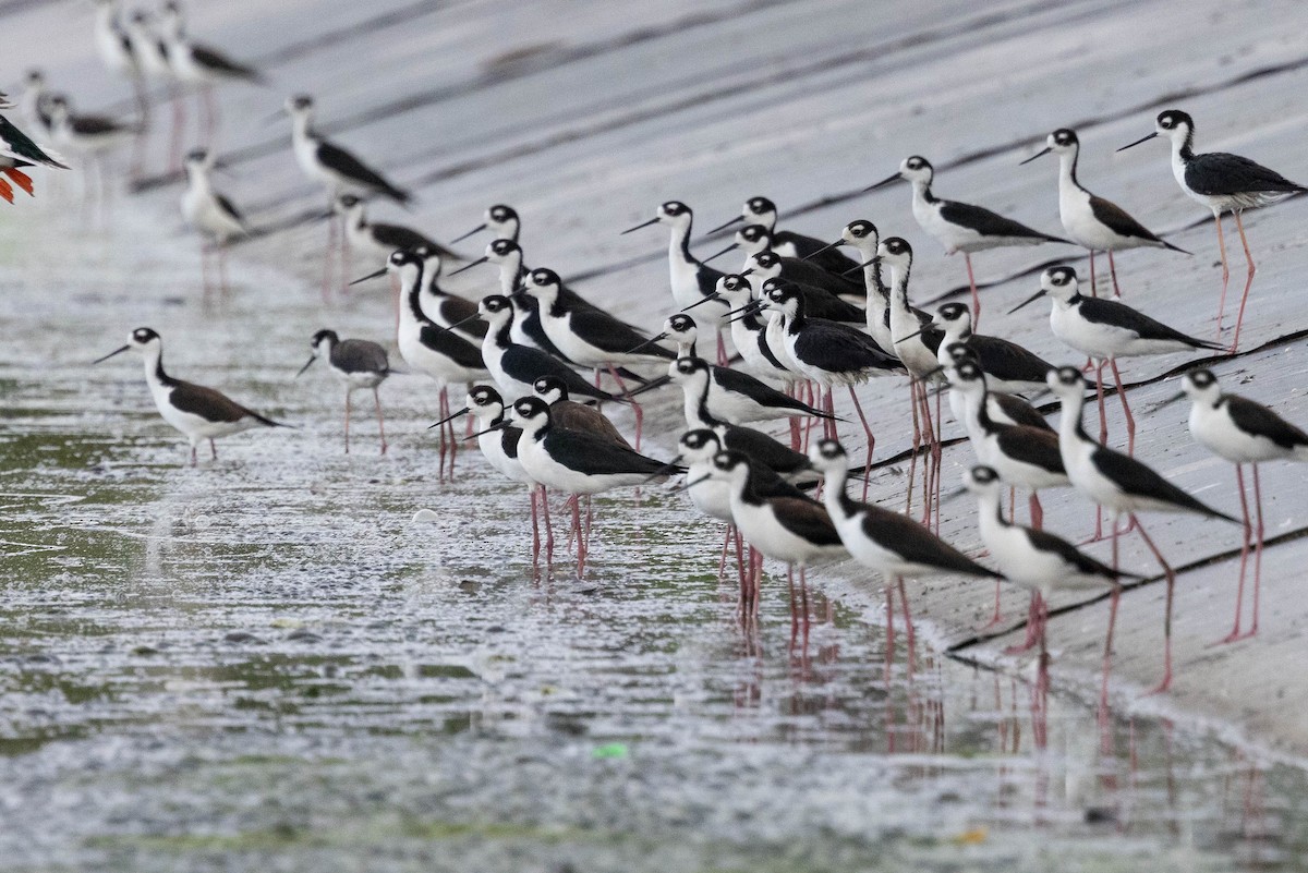 Black-necked Stilt - ML620883599