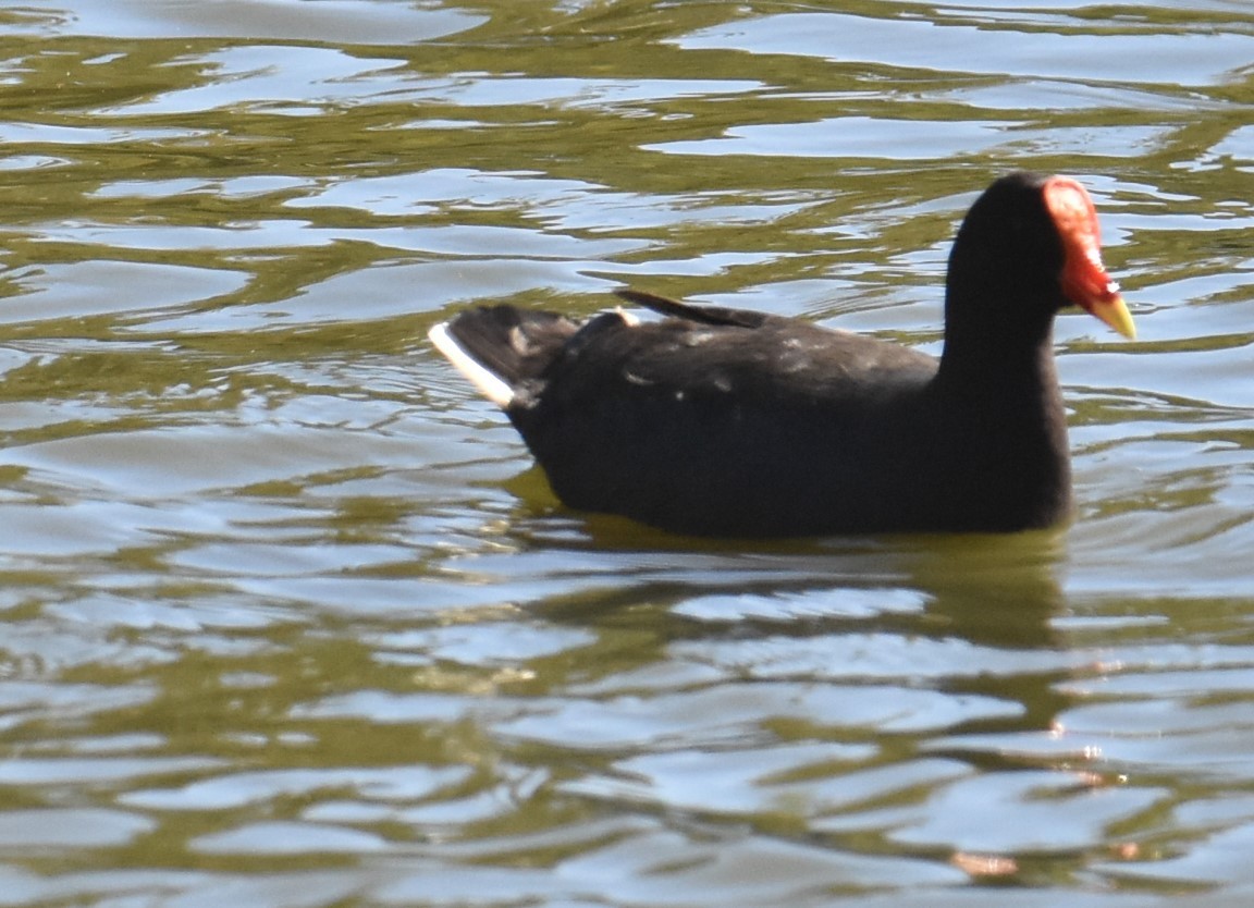 Dusky Moorhen - ML620883600