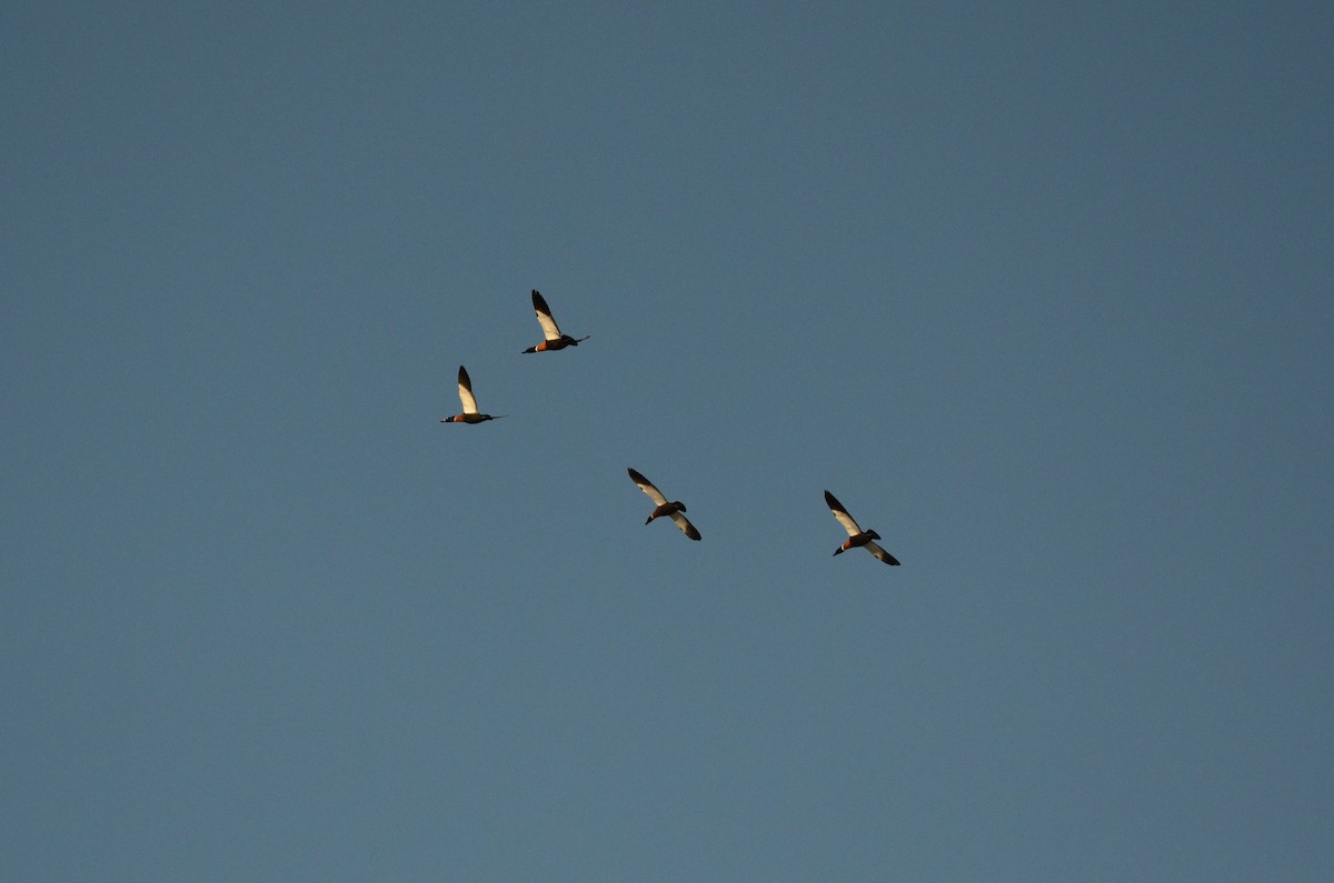 Australian Shelduck - ML620883611