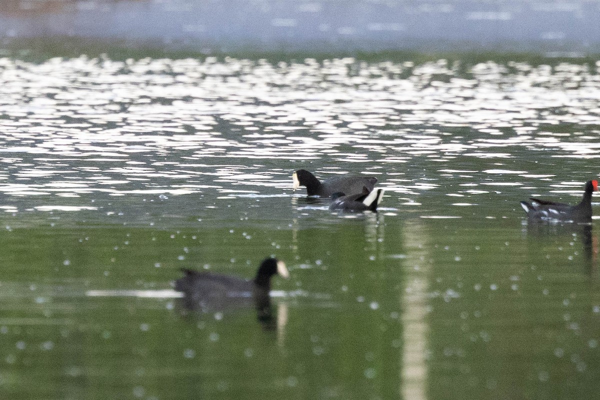 American Coot (White-shielded) - ML620883613