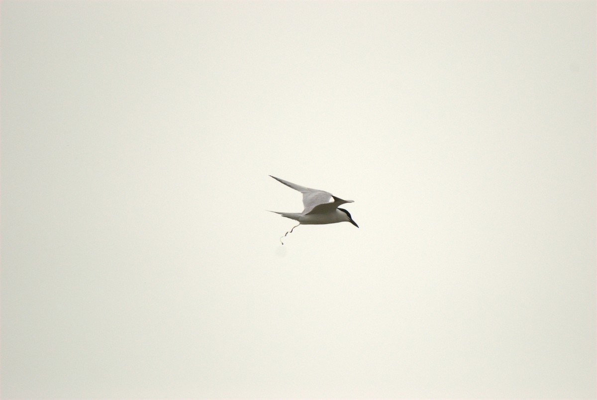 Gull-billed Tern - Turkka Kulmala