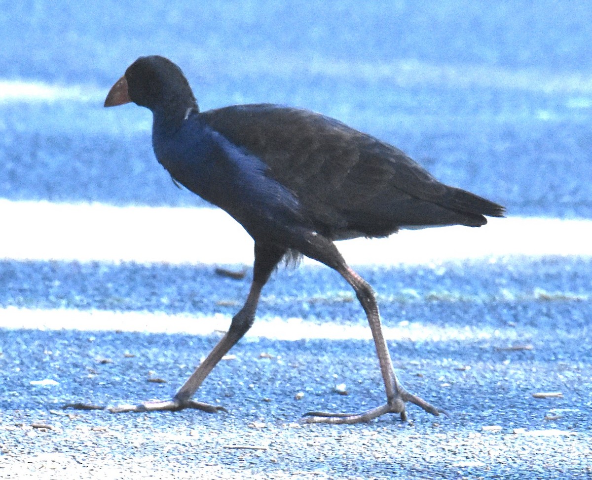 Australasian Swamphen - ML620883615