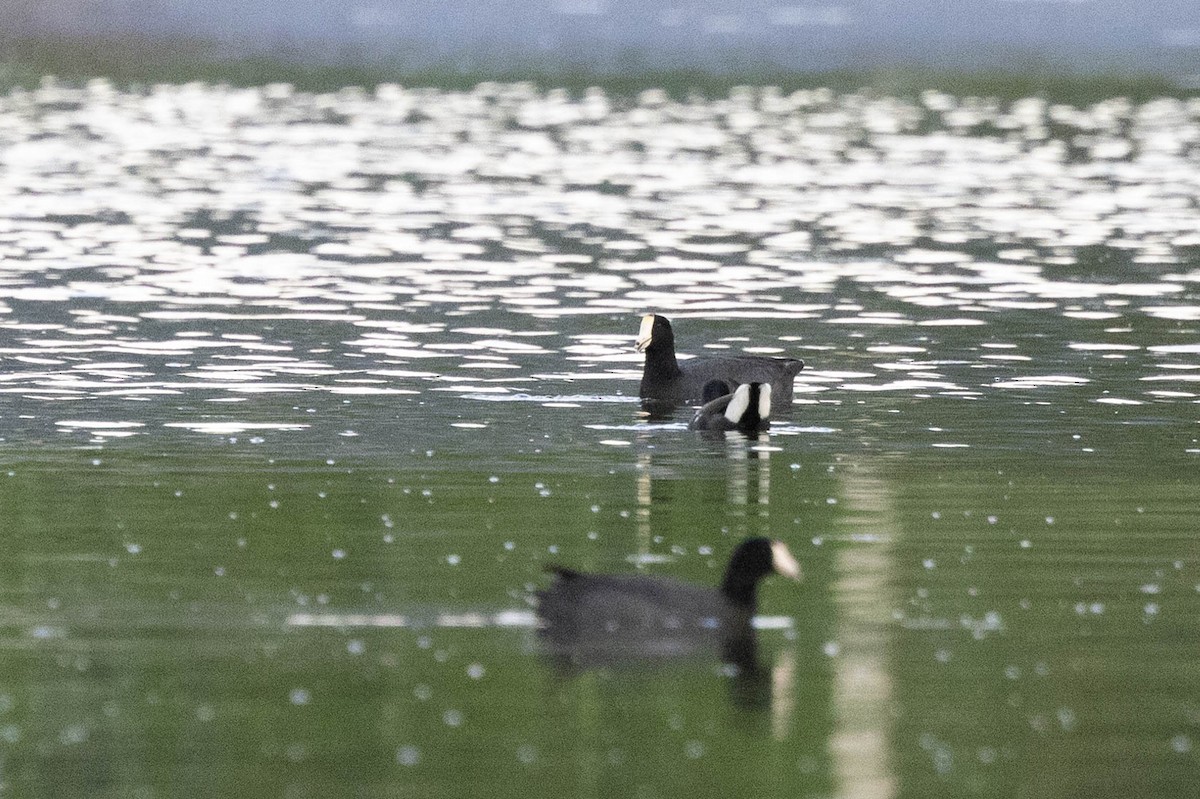 American Coot (White-shielded) - ML620883617