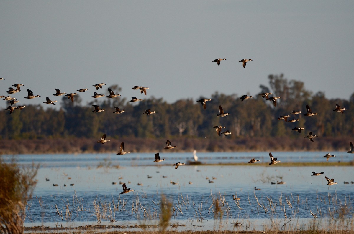 Gray Teal - ML620883619