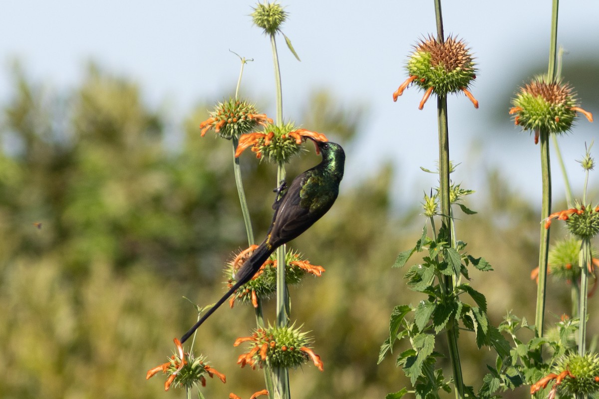 Bronze Sunbird - ML620883620