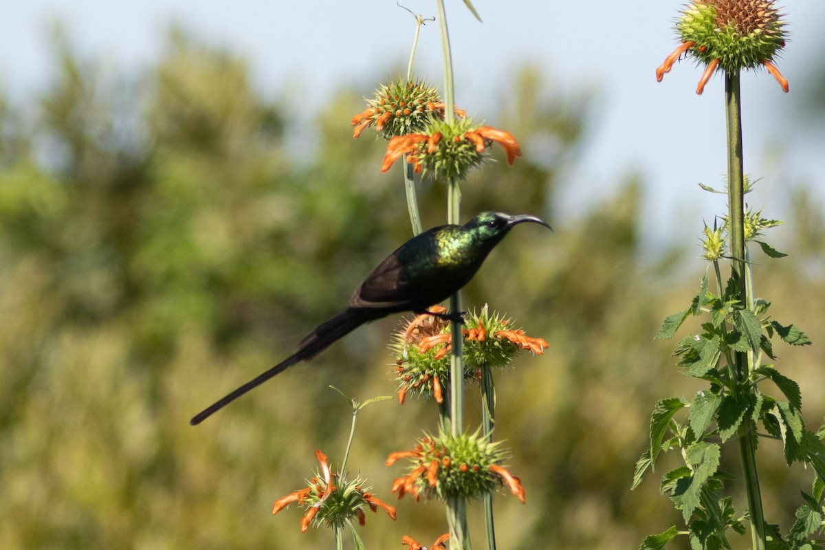 Bronze Sunbird - ML620883621