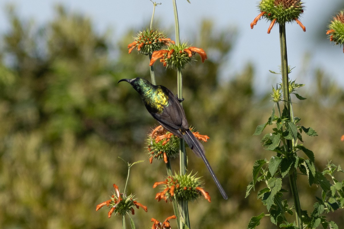 Bronze Sunbird - Edward Jenkins