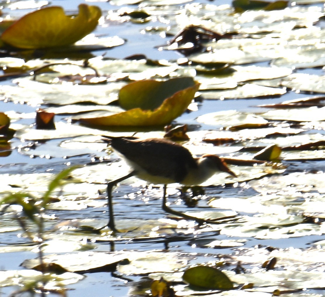 Jacana à crête - ML620883626