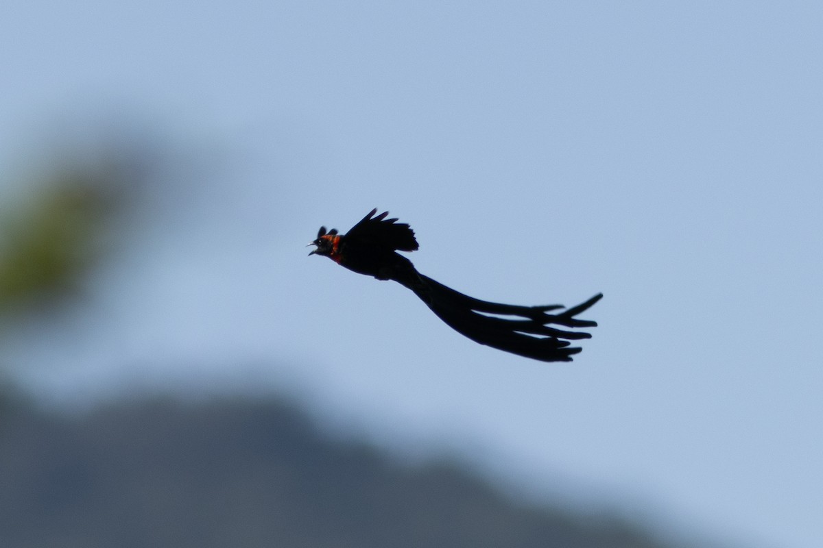 Red-cowled Widowbird - ML620883639