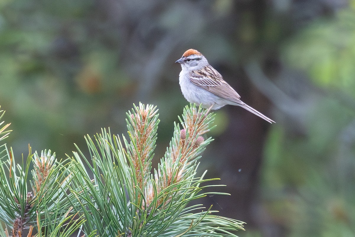 Chipping Sparrow - ML620883640