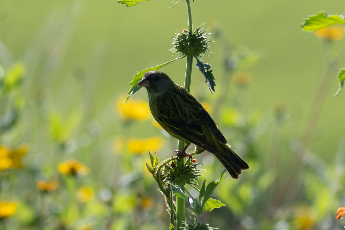 Serin est-africain - ML620883645