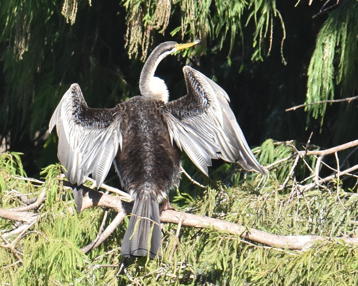 Anhinga d'Australie - ML620883646