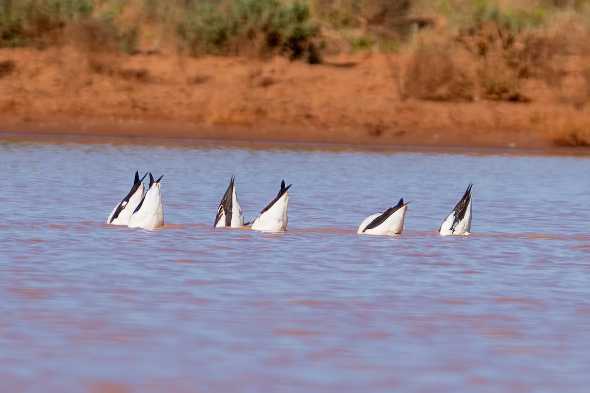 Red-necked Avocet - ML620883649