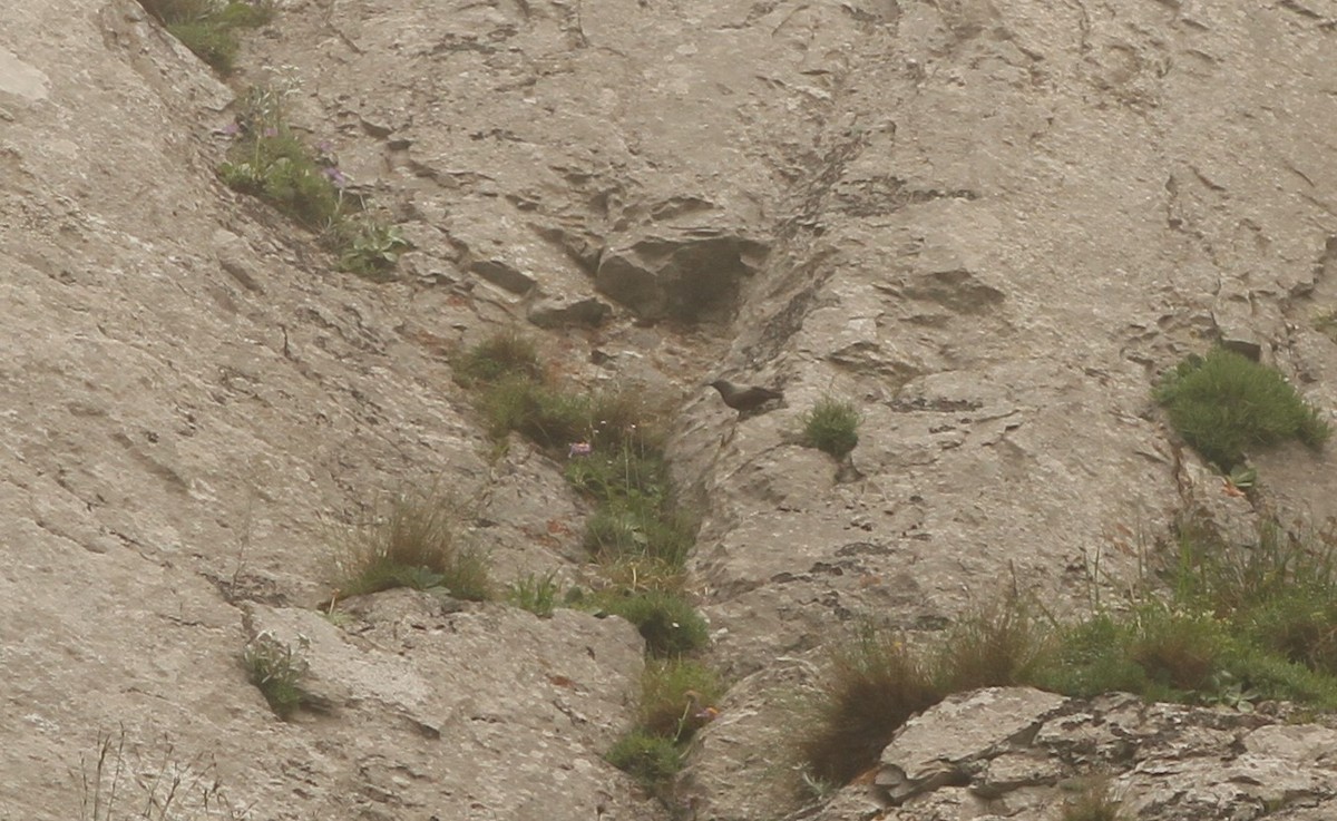 Wallcreeper - ML620883653