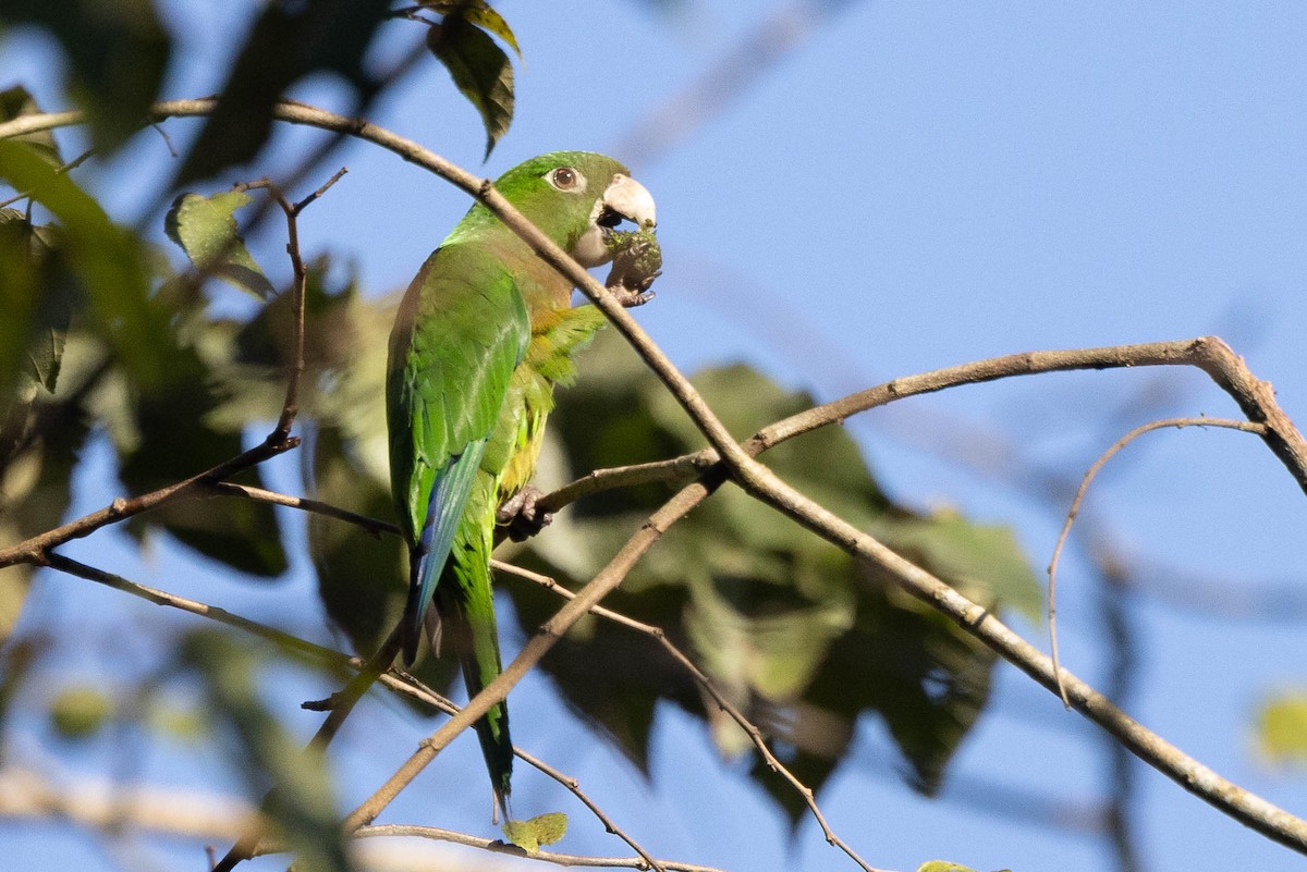 Olive-throated Parakeet (Jamaican) - Doug Gochfeld