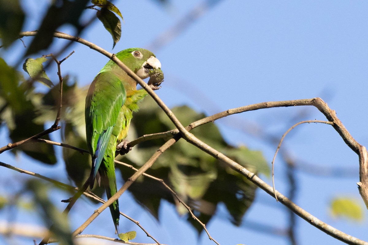 Olive-throated Parakeet (Jamaican) - ML620883655