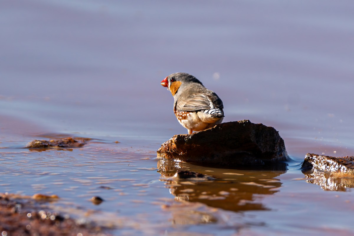 Zebra Finch - ML620883656