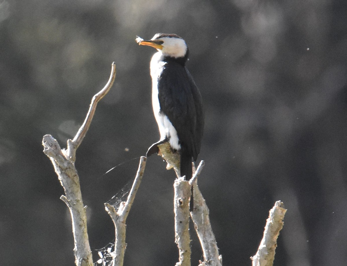 Little Pied Cormorant - ML620883658