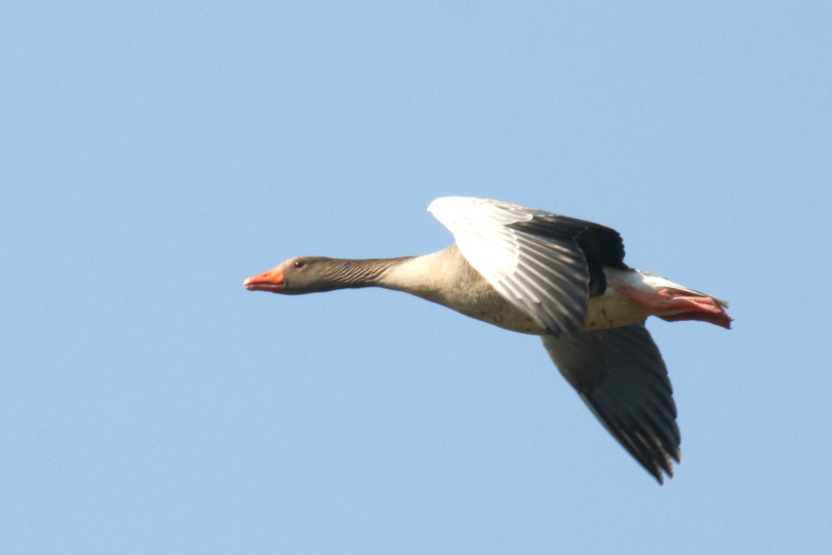 Graylag Goose - ML620883659