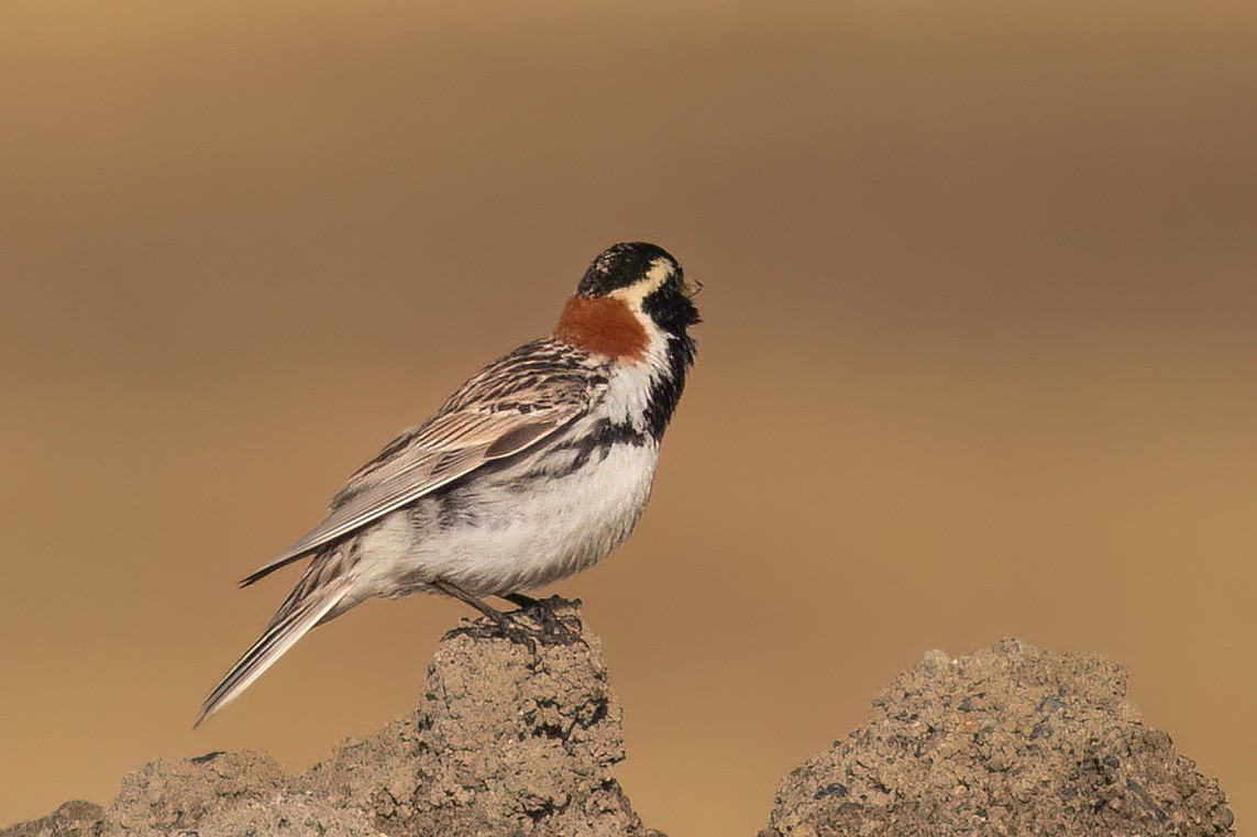 Lapland Longspur - ML620883661