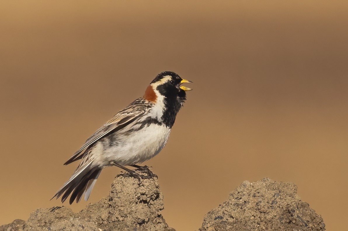 Lapland Longspur - ML620883662