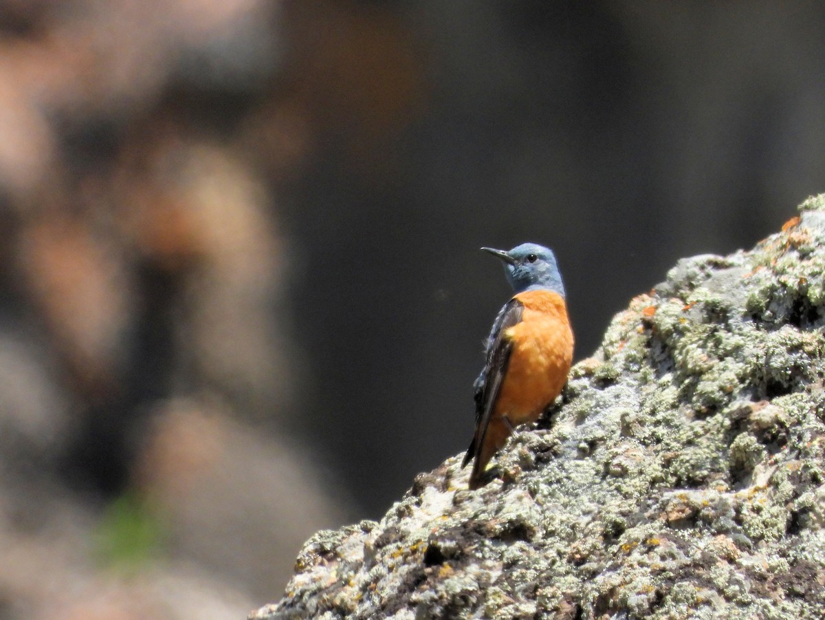 Rufous-tailed Rock-Thrush - ML620883666