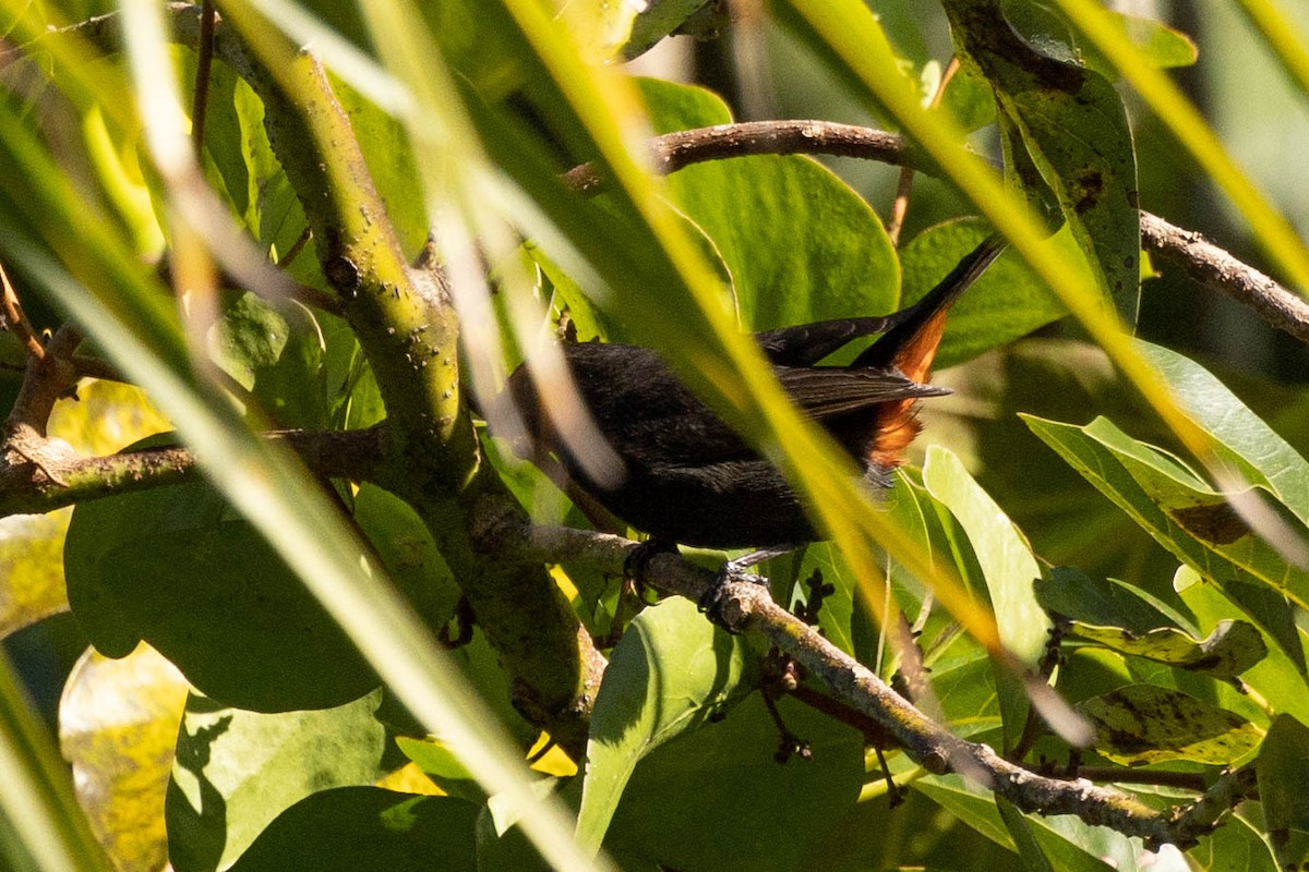 Greater Antillean Bullfinch - Doug Gochfeld