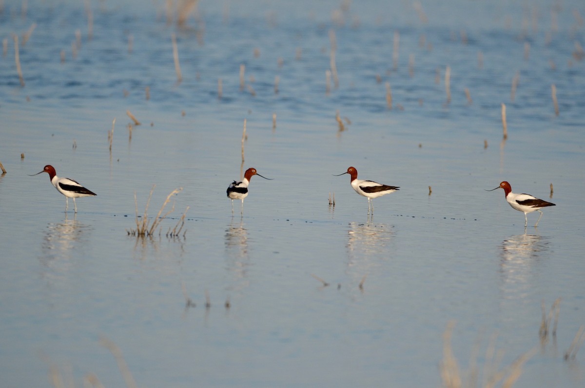 Red-necked Avocet - ML620883675