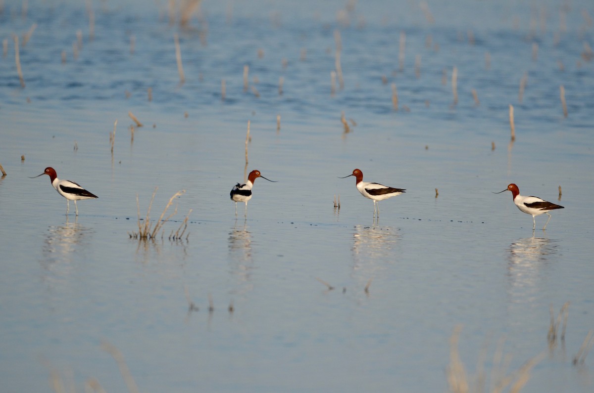 Red-necked Avocet - ML620883675