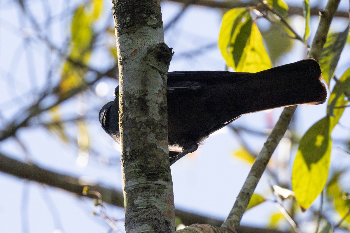 Jamaican Crow - ML620883676